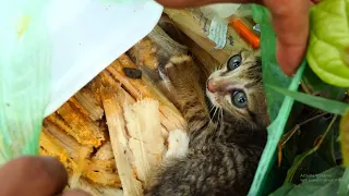Rescue a poor abandoned kitten from the plastic bag / Help homeless animal