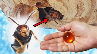 The Process Of Making Friends With a Wasp (Asian hornet pet)