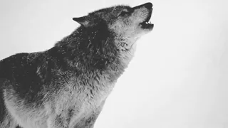 Клип "Я одинокий волк"