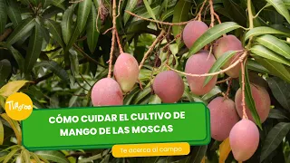 Cómo cuidar el cultivo de mango de las moscas - TvAgro por Juan Gonzalo Angel Restrepo