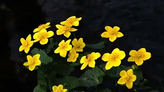 Natur och Musik för själen Del 2