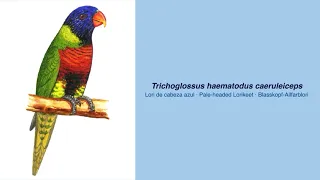 350 Parrot Species  -  #21 Trichoglossus haematodus caeruleiceps