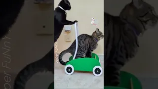 Top funny Cats | #220