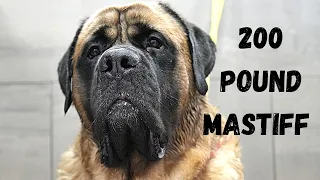 How I handle a GIANT MASTIFF