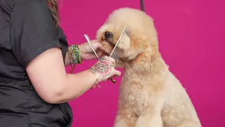 Asian Fusion Grooming - How To Separate the Muzzle