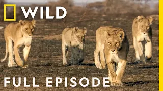 Turf Wars: World's Angriest Animals (Full Episode) | Animal Fight Night