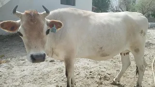 Top 3 Milking Cow in my village || Animals Earth ||