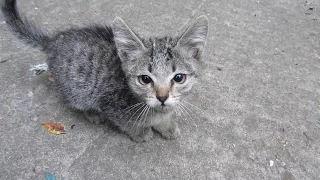 Someone abandoned two kittens and brought them to my yard