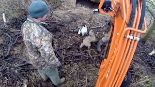 Собаки охотятся на огромных крыс, уничтожение огромного гнезда.