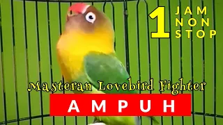 Masteran Lovebird Fighter Ngetik Ngekek Panjang Cocok Untuk Lovebird Mania Indonesia