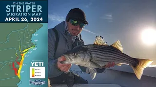 Striper Migration Report | April 26, 2024