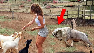 When Aggressive Goats Go On a RAMPAGE..!!!