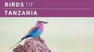 Birds of Tanzania