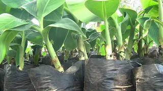 Producing healthy plantain and banana suckers (summary)