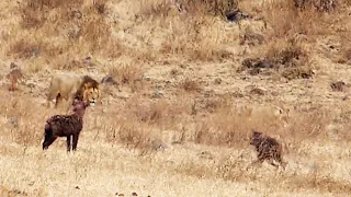 Hyenas flee at the sight of a male lion