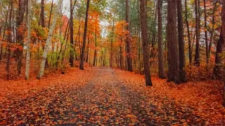 Rainy Autumn Forest Walk | Binaural Audio (Rain and Nature Sounds), Relax