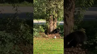 Protective Jack Russell Sends Bear Stumbling Back Into British Columbia Woods