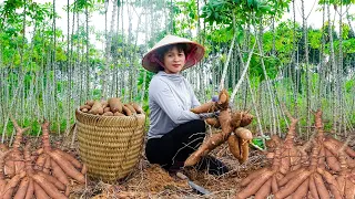 Harvesting Cassava Roots Goes market sell NEW LIFE