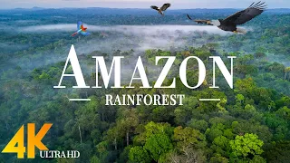 Amazon 4k - The World’s Largest Tropical Rainforest | Scenic Wildlife Film With Calming Music