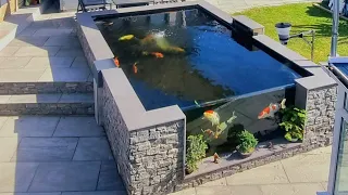 4000 GALLON KOI POND - EXPERIMENTING WITH FINES! FINES GONE IN 12 HOURS???!