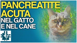 Acute pancreatitis in dogs and cats