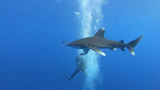 Elphinstone: the shark is testing before the attack, Marsa Alam, Red Sea, Egypt, November 17, 2023