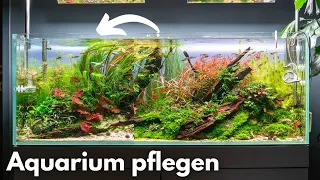 Aquarium pflegen! Moos schneiden/bürsten!