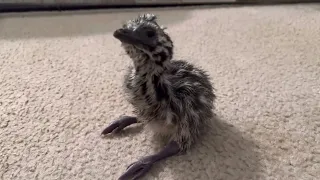 Newly hatched emu chick