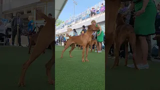 Vizslas in Show - Westminster Kennel Club Dog Show #vizsla