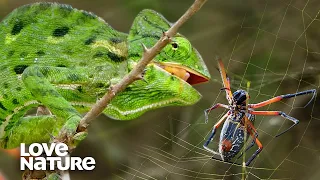 Chameleon vs. Deadly Orb-Weaver Spider