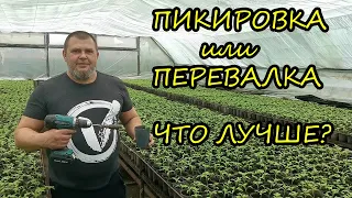 Что лучше ПИКИРОВКА или ПЕРЕВАЛКА? 3 способа пикировки (Перевалки) томата