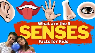 What Are The 5 Senses | 5 Senses For Kids