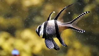 Рыба Pterapogon kaudernii, Banggai Cardinalfish