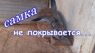 самка не покрывается, не рожает...