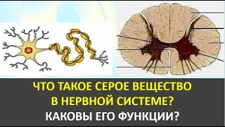 15. Что такое серое вещество в нервной системе?  Каковы его функции?