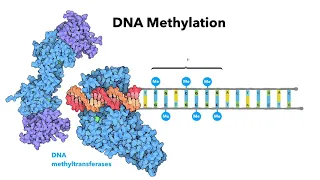 Introduction to epigenetics - Learn.OmicsLogic.com