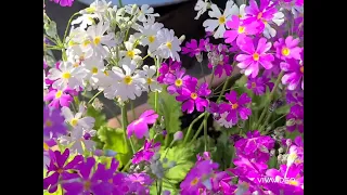 Primrose Flowers | Colorful Spring Primrose Flowers #flowers #primrose