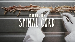 Neuroanatomy  S1 E2A: Introduction to the Spinal Cord #neuroanatomy #spinalcord #medicine