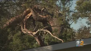 Wind Brings Down Tree Onto Power Lines In Altadena