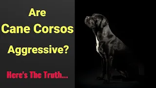 Are Cane Corsos Aggressive? Here's The Truth...