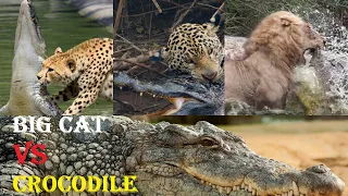 Crocodile VS Big Cat - Top Big Cats VS Crocodile Moments