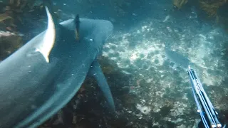 Shark gives me a fright - Spearfishing New Zealand