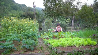 Harvest rainbow cabbage. The process of improving the corn garden