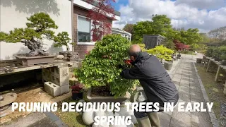 Pruning Deciduous Bonsai in Mid Spring