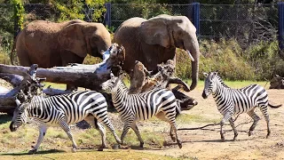 Dallas Zoo's World-Renowned Giants of the Savanna in 20 Seconds