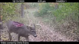 Trail Cameras:Deer Missing Back Strap😔