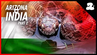 Searching For India's Deadliest Venomous Snakes – Part 2