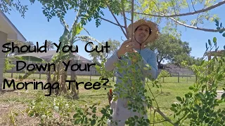 Should you cut down your Moringa tree?