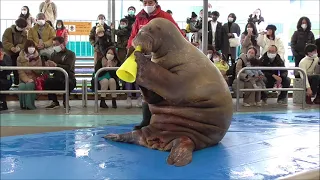 ポウクウ登場！セイウチパフォーマンスタイム＠鳥羽水族館