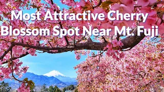 Cherry Blossom in Japan || Matsuda Cherry blossom Festival || Attractive Sakura Spot Near Mt. Fuji